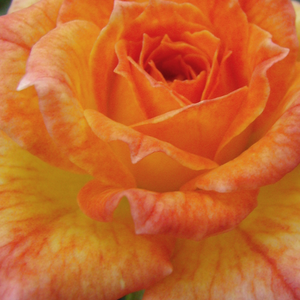 Web trgovina ruža - patuljasta ruža  - narančasta - Rosa  Baby Darling - intenzivan miris ruže - Ralph S. Moore - Idealno za ukrašavanje rubova, gotovo sve sezone imaju cvijetove. NaTerasama i balkonima mogu biti prekrasni ukrasi